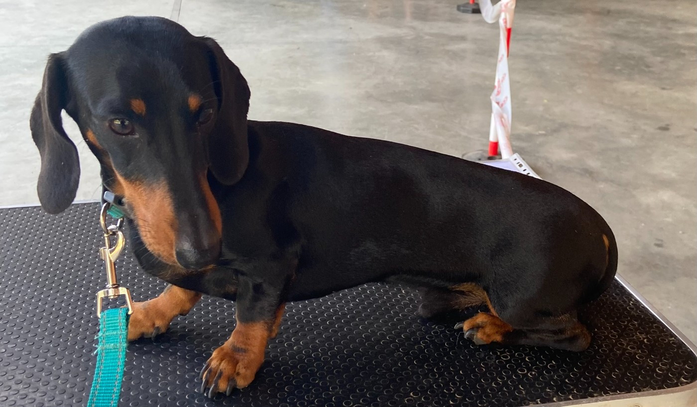 Volpone de la Passe de l'Eider