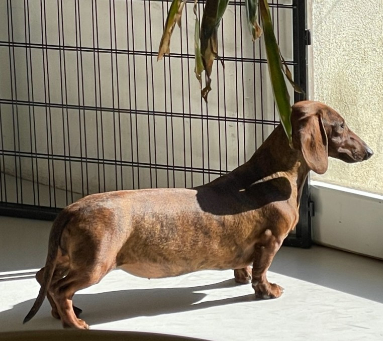 Vega Du Royaume De Moska