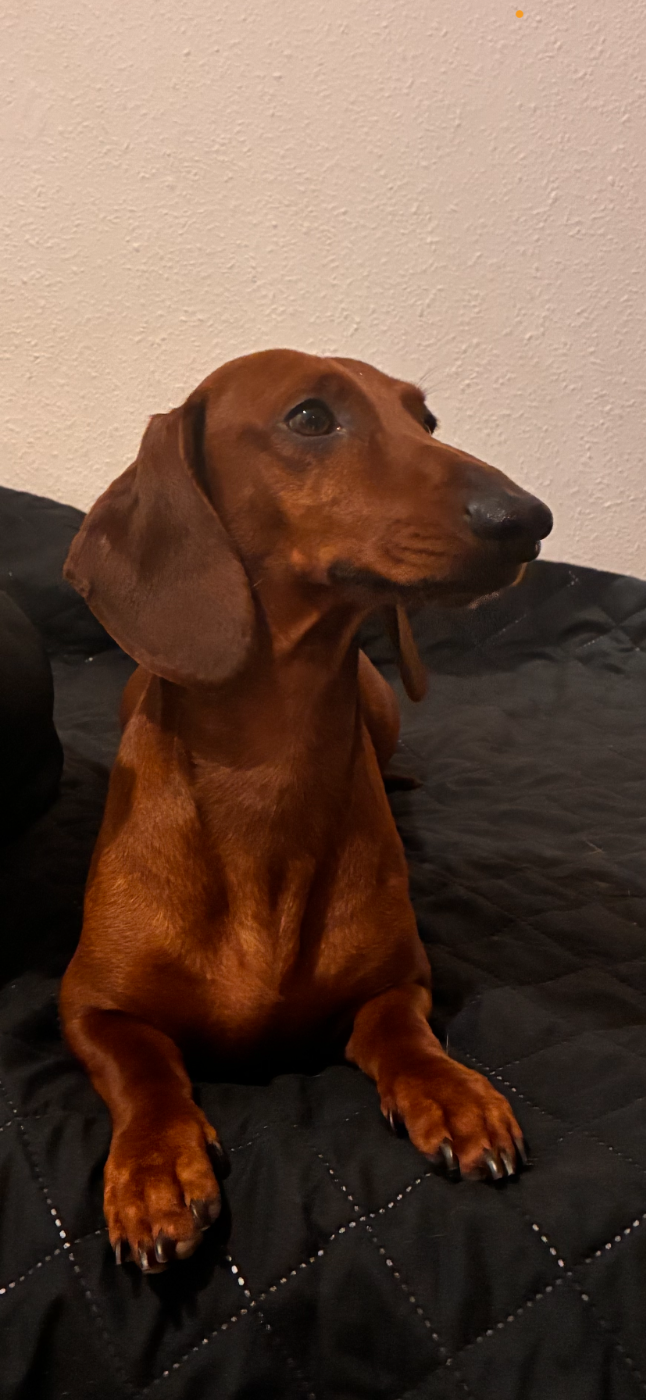 Ty bout von omega Z du Clos Espoir de Reve