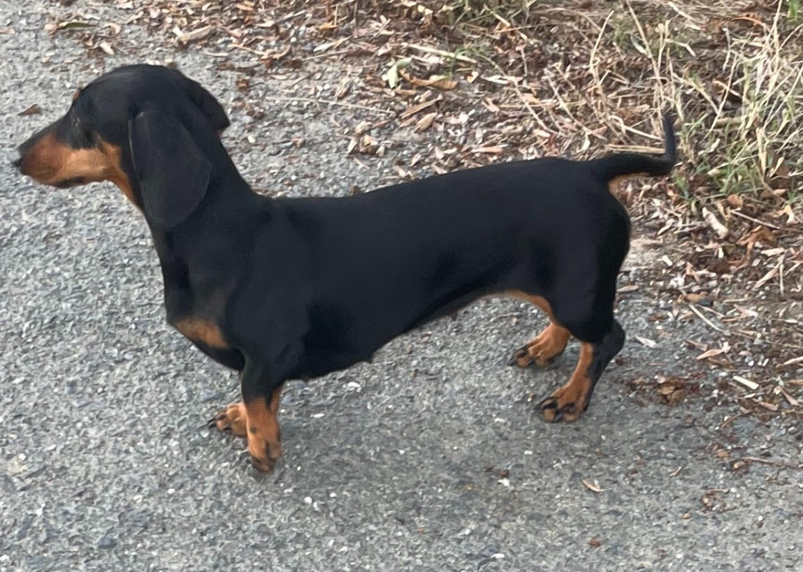 S'bambi des radicals dogs