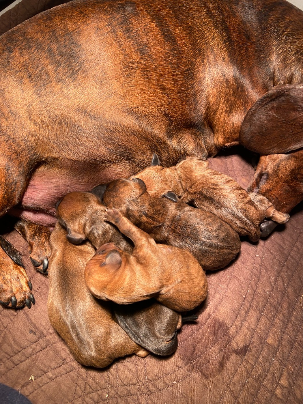 Des Rouge D'Automne - Teckel poil ras - Portée née le 24/11/2025