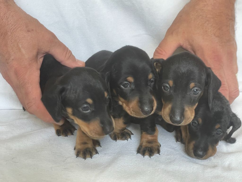 Des Rouge D'Automne - Chiots disponibles - Teckel poil ras